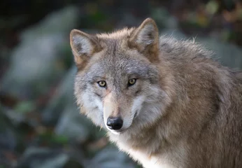 Abwaschbare Fototapete Wolf Grauer Wolf Portrait 3