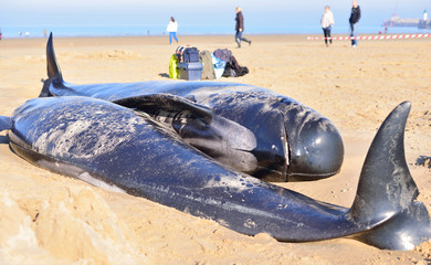Naklejka premium globicéphales échoués sur le sable