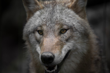 Grauer Wolf Portrait 2
