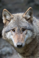 Fototapeta na wymiar grauer Wolf Portrait 1