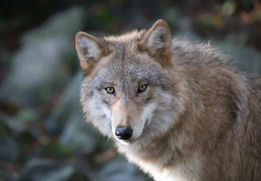Grauer Wolf Portrait 3