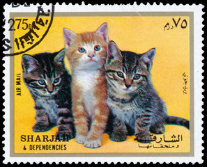 Stamps printed in Sharjah shows kitten