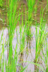 Fresh Green Rice Field