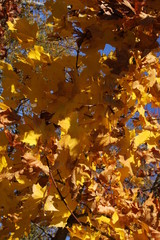 Gelbes Herbstlaub am Baum mit blauen Himmel