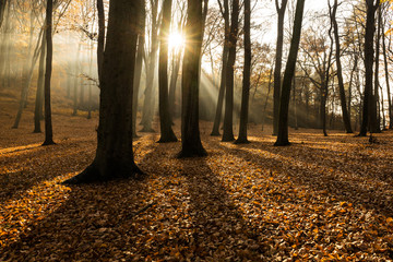 Wald im Herbst mit Gegenlicht