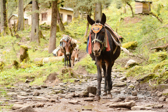 Porter donkey. Trekking in the mountains in Nepal. Winter backpacking in Himalayas. Nepal trekking and travel provide a suitable place for your never forgetting trekking expedition in Himalayas.