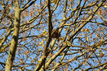 Ahornbaum im November mit letzten Herbstblättern und Samen