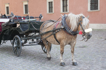 Fototapeta na wymiar Horse and Carriage in Castle Square; Warsaw