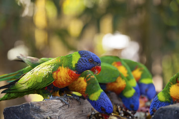 Loris d'Australie