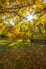 Sun Shining Through The Maple Tree - Colorful Autumn Park