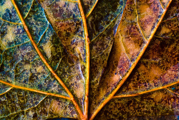 Autumn leaf. Macro closeup