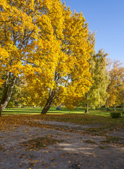 Autumn Trees In a Park