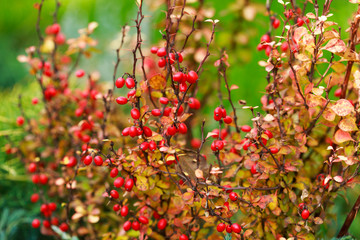Barberry berries on bush in autumn season, shallow focus