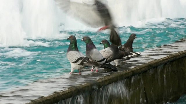 Pigeons drinking water from a fountain and flying around