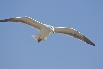 Seagull Flying
