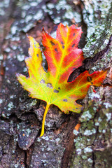 autumn maple leaf against tree bark, soft focus, shallow depth of field