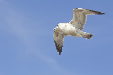Seagull Flying