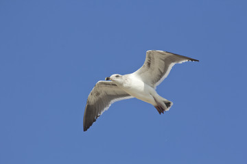 Seagull Flying