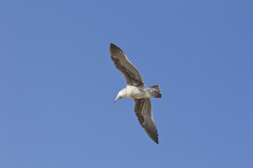 Seagull Flying