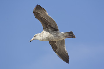 Seagull Flying