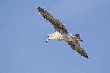 Seagull Flying
