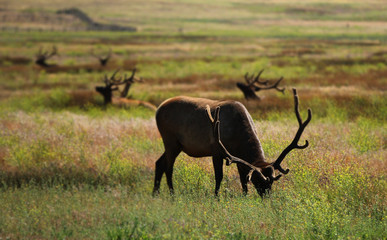 Obraz premium A large elk with horns grazing in a green grass meadow.
