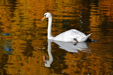 Obraz premium Cygne, automne