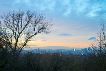 Fototapeta premium One tree city