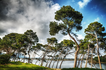 pine trees by the water