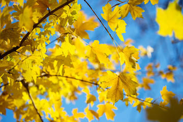 Autumn background with yellow leaves