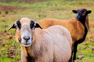 Portrait of a cameroon sheep ewe in Czech Republic