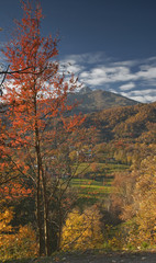 Fototapeta premium autunno colorato