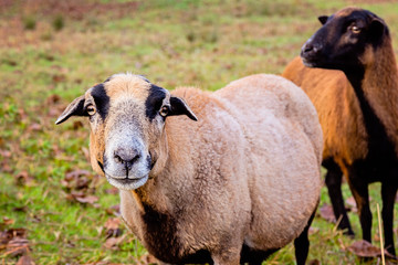 Obraz premium Portrait of a cameroon sheep ewe in Czech Republic