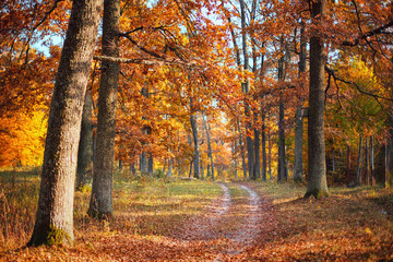 Autumn forest landscape