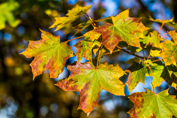 Close-up of autumn leaf. Macro. Vision. Aspen leaf. Texture of the sheet tree. Soft focus.