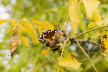 Broken nuts on the tree