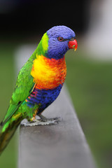 Allfarblori (Trichoglossus haematodus)