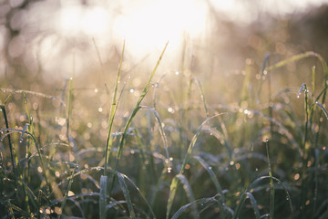 Close up of fresh thick grass with water drops in the early morn