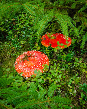 Two red fly agarics in a green grass