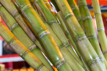 Bambu