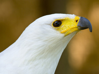 The head of the white eagle closely.