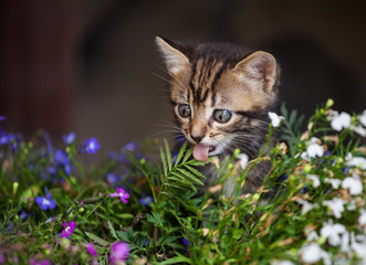 Naklejka na ściany i meble Little kitten in а flowerpot