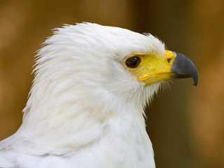 The head of the white eagle closely.