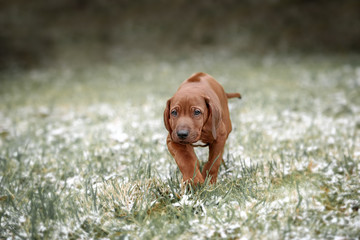 Beautiful dog rhodesian ridgeback 