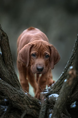 Beautiful dog rhodesian ridgeback 