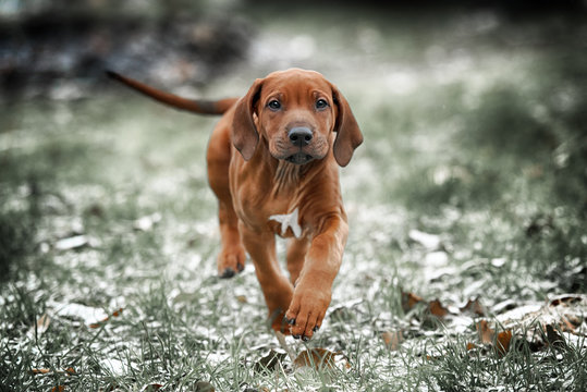 Beautiful dog rhodesian ridgeback 