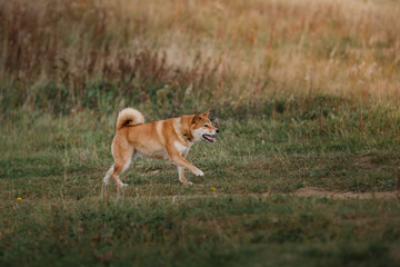 Fototapeta na wymiar Dog breed red Japanese Shiba