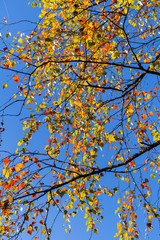 Autumn Leafs