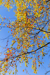 Autumn Leafs