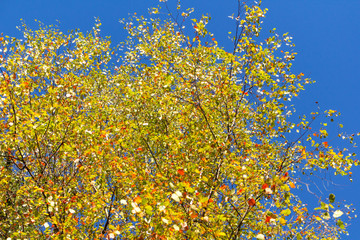 Fototapeta premium Autumn Leafs